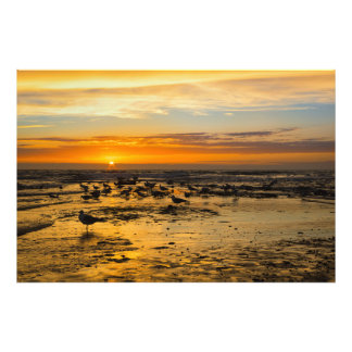 Möwen im Sonnenuntergang Foto Afdruk