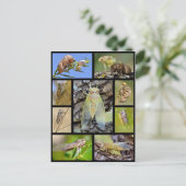 Mozaïekfoto's cicadas briefkaart (Staand voorkant)