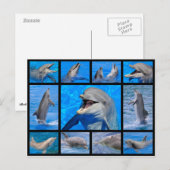 Mozaïekfoto's van dolfijnen briefkaart (Voorkant / Achterkant)