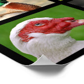 Mozaïekfoto's van eenden poster (Hoek)