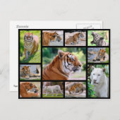 Mozaïekfoto's van leeuwen briefkaart (Voorkant / Achterkant)