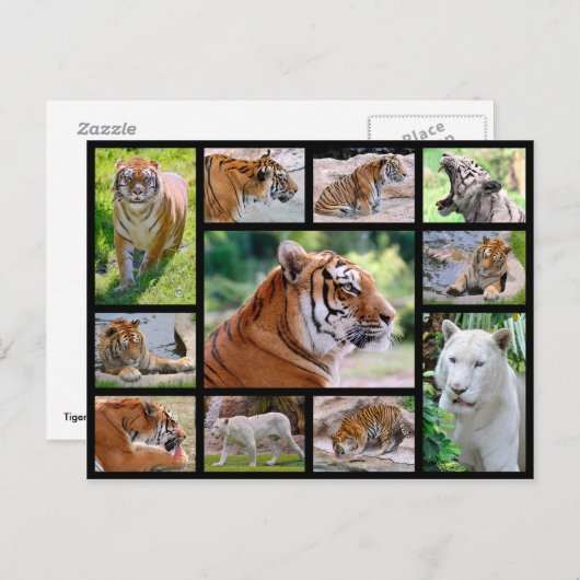 Mozaïekfoto's van leeuwen briefkaart (Voorkant / Achterkant)