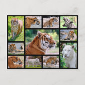 Mozaïekfoto's van leeuwen briefkaart (Voorkant)