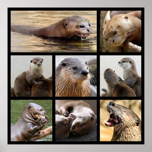 Mozaïekfoto's van otters poster (Voorkant)
