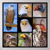 Mozaïekfoto's van prooi poster (Voorkant)