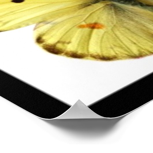 Mozaïekfoto's van vlinders poster (Hoek)