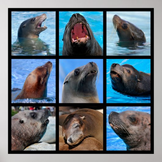 Mozaïekfoto's van zee leeuwen poster (Voorkant)