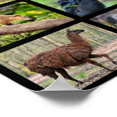 mozaïekfoto's Zuid-Amerikaanse dieren Poster (Hoek)