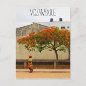 mozambique rode boom briefkaart (Voorkant)