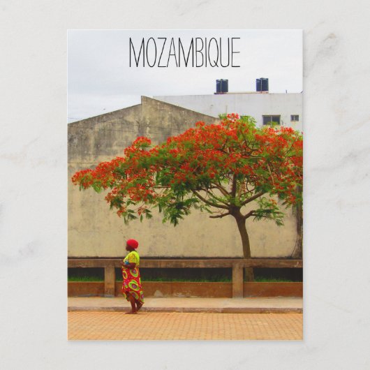 mozambique rode boom briefkaart (Voorkant)