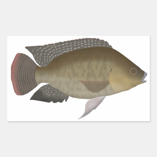 Mozambique Tilapia Rechthoekige Sticker (Voorkant)