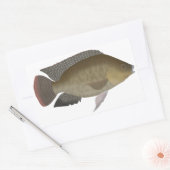 Mozambique Tilapia Rechthoekige Sticker (Envelop)