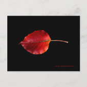 MP 0215B Leaf 2 WC Post Card Briefkaart (Voorkant)