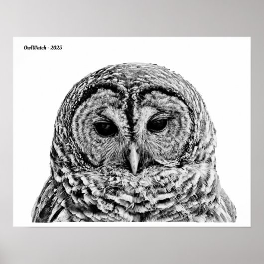 Mr. Barred Owl - 2025 Poster (Voorkant)