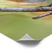 Mr Beauful Bluebird Poster (Hoek)