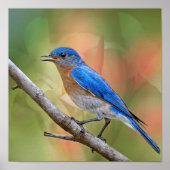 Mr Beauful Bluebird Poster (Voorkant)