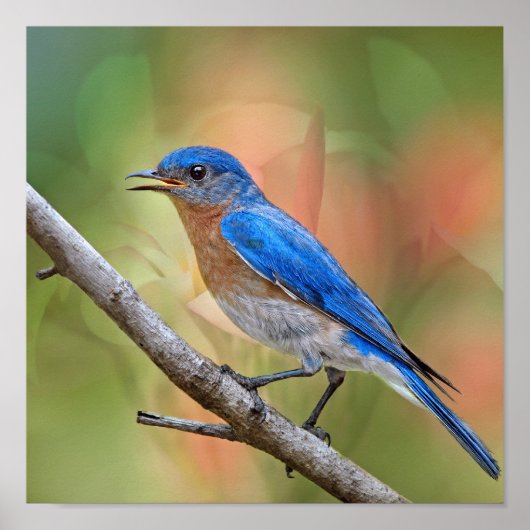Mr Beauful Bluebird Poster (Voorkant)