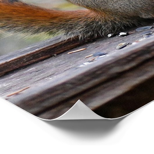 Mr Bickles het Eekhoorn poster (Hoek)