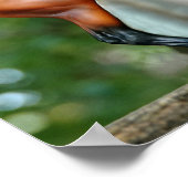 Mr Bickles Het Eekhoorn poster met Empres (Hoek)