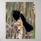 Mr. Blackbird Poster (Voorkant)