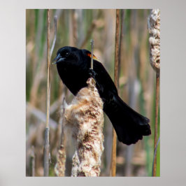 Mr. Blackbird Poster