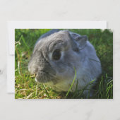 Mr Bunny's Close Up (Voorkant)