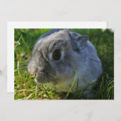 Mr Bunny's Close Up (Voorkant / Achterkant)