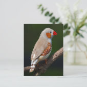 Mr Finch Ansichtkaart Briefkaart (Staand voorkant)