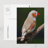 Mr Finch Ansichtkaart Briefkaart (Voorkant / Achterkant)