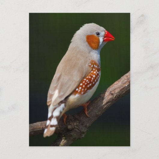 Mr Finch Ansichtkaart Briefkaart (Voorkant)