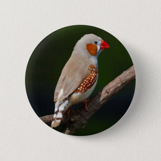 Mr Finch Badge Ronde Button 5,7 Cm (Voorkant)