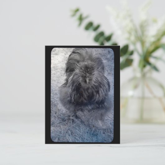 Mr Fluffy Silkie Rooster Briefkaart (Staand voorkant)