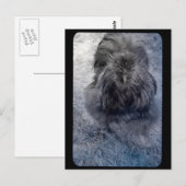 Mr Fluffy Silkie Rooster Briefkaart (Voorkant / Achterkant)