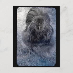 Mr Fluffy Silkie Rooster Briefkaart