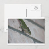 Mr Green Lizard Briefkaart (Voorkant / Achterkant)