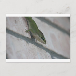 Mr Green Lizard Briefkaart