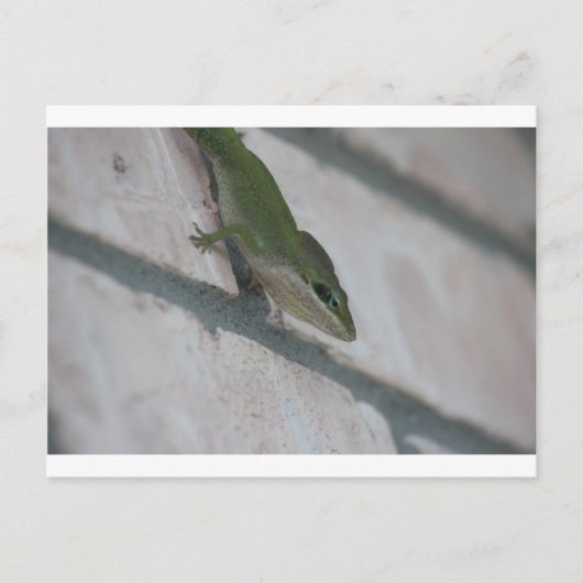 Mr Green Lizard Briefkaart (Voorkant)