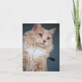 Mr, Handsome Kaart (Voorkant)