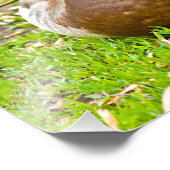 Mr. Mallard eend Foto Afdruk (Hoek)