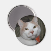 Mr Peabody. Magneet (Voorkant / Achterkant)