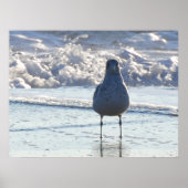 Mr Seagull Poster (Voorkant)