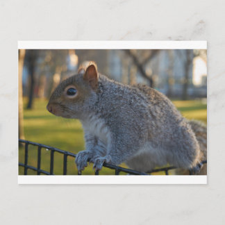 Mr Squirrel die doordacht kijkt, Battery Park, NYC Briefkaart