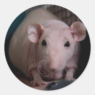 Mr Wiggles Ronde Sticker