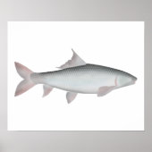 Mrigal Carp Poster (Voorkant)