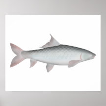Mrigal Carp