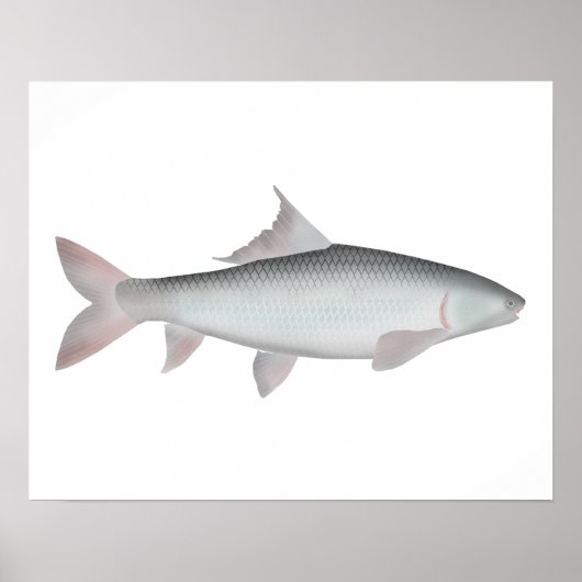 Mrigal Carp Poster (Voorkant)