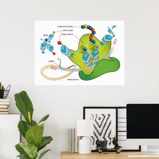 mRNA en eiwitsynthese in ribosomen diagram Poster (Thuiskantoor)