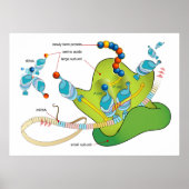 mRNA en eiwitsynthese in ribosomen diagram Poster (Voorkant)