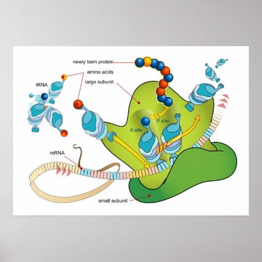 mRNA en eiwitsynthese in ribosomen diagram Poster (Voorkant)