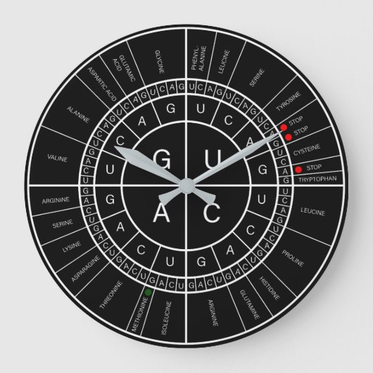 mRNA naar AMINOZUUR CODON WHEEL Grote Klok (Voorkant)